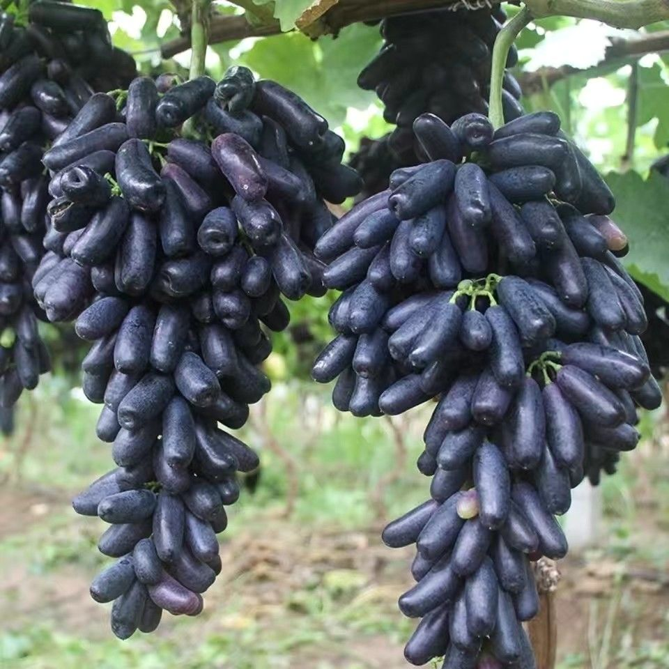 🔥Last Day 50% OFF- High-Quaility Sapphire Grapes Seeds- 98% Germination