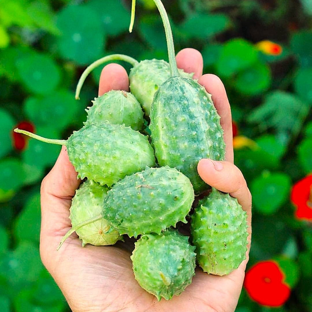 West Indian Gherkin Cucumber Seeds