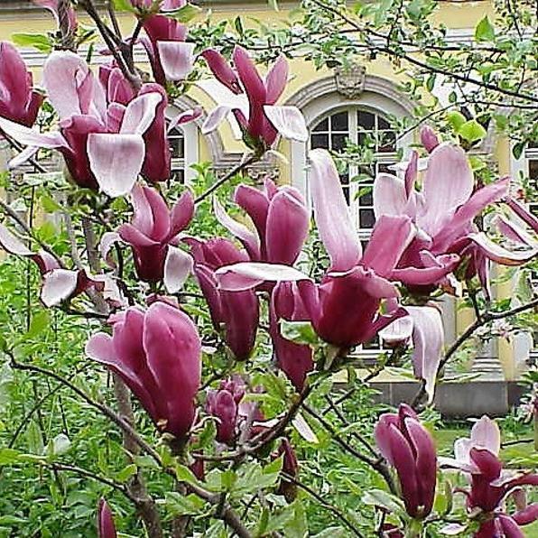 Magnolia lily tree species  Pink & Purple
