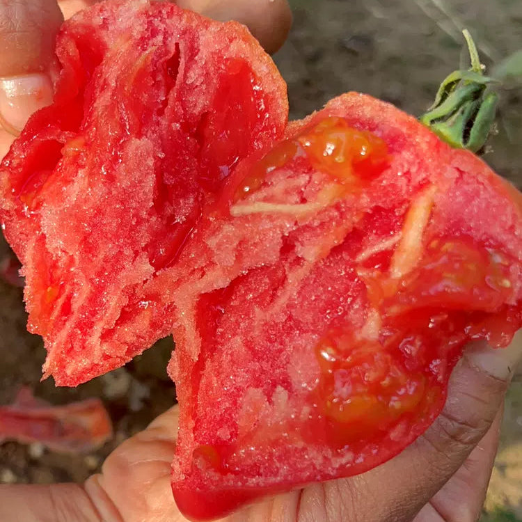 Mango Honey Tomato Seeds