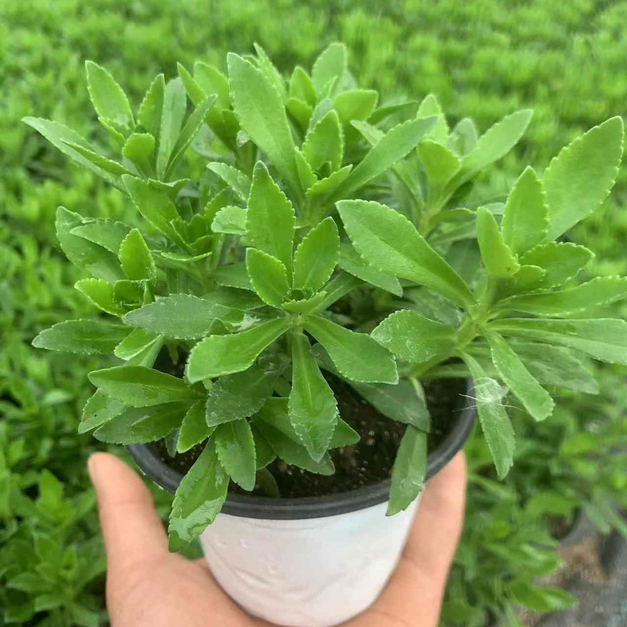 Phedimus Aizoon Seeds(Aizoon Stonecrop)