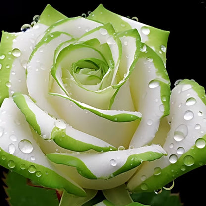 🤍Rare White and Green Twin Roses💚