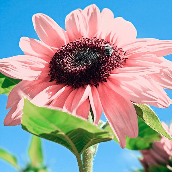 Iris Tectorum Rose Sunflower 50Pcs Pink Sunflower Seeds