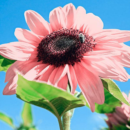 Iris Tectorum Rose Sunflower 50Pcs Pink Sunflower Seeds