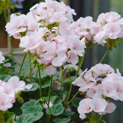 🌸Geranium - Happiness Is Around You