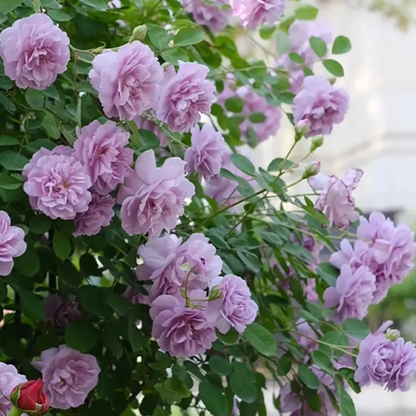 🌹Climbing Rose Seeds - Luck Rises