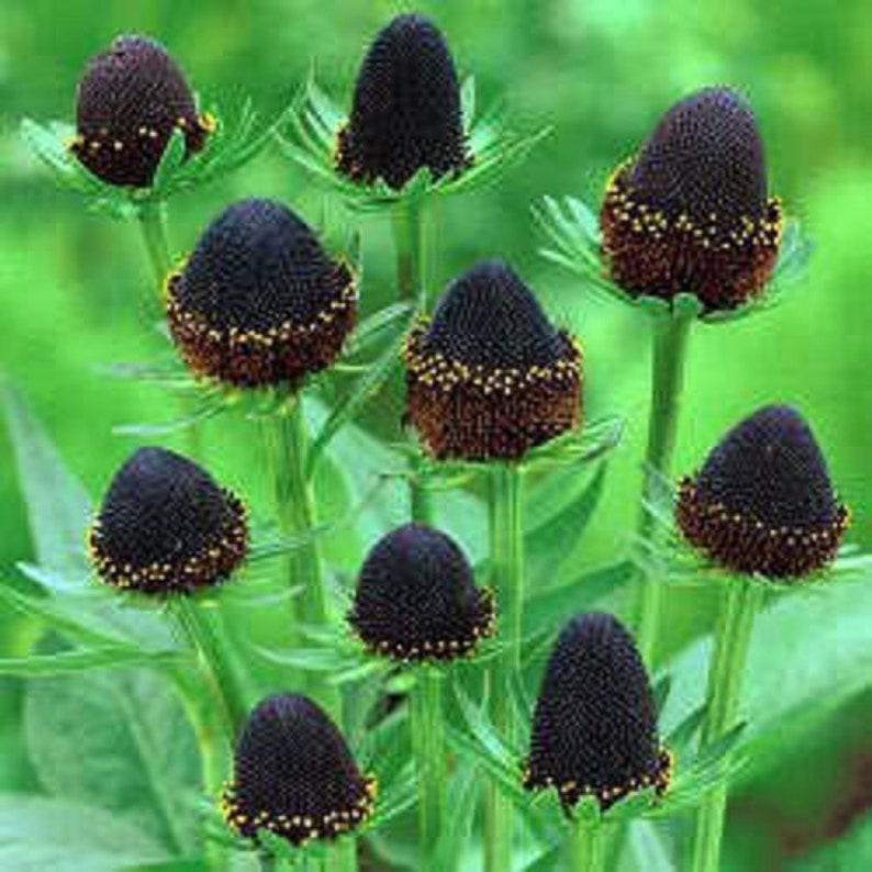 Rudbeckia Occidentalis Seeds aka Rayless Naked Chocolate Black Flower Herb Seeds