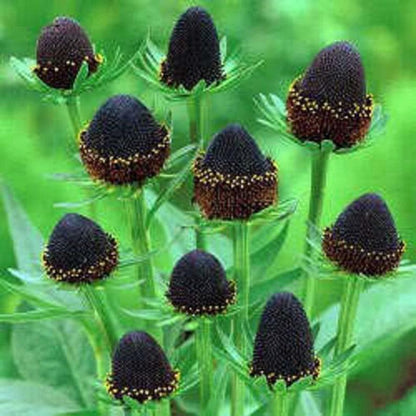 Rudbeckia Occidentalis Seeds aka Rayless Naked Chocolate Black Flower Herb Seeds