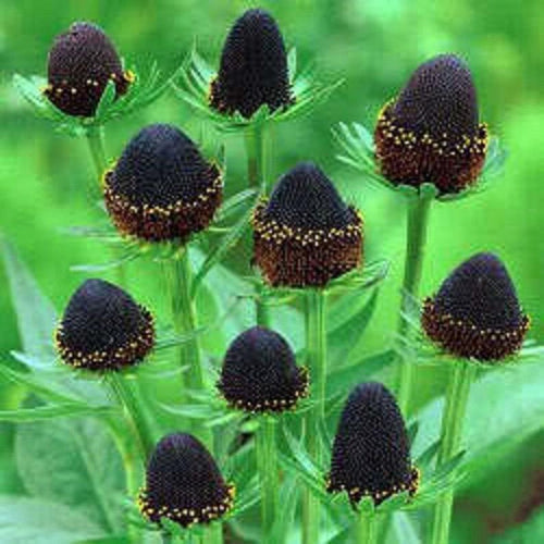 Rudbeckia Occidentalis Seeds aka Rayless Naked Chocolate Black Flower Herb Seeds