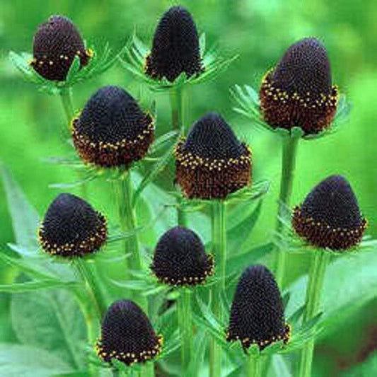 Rudbeckia Occidentalis Seeds aka Rayless Naked Chocolate Black Flower Herb Seeds