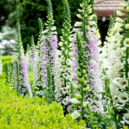 Mixed Foxglove Seeds