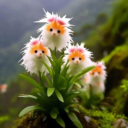Amazing plants! Cat's eye dazzle