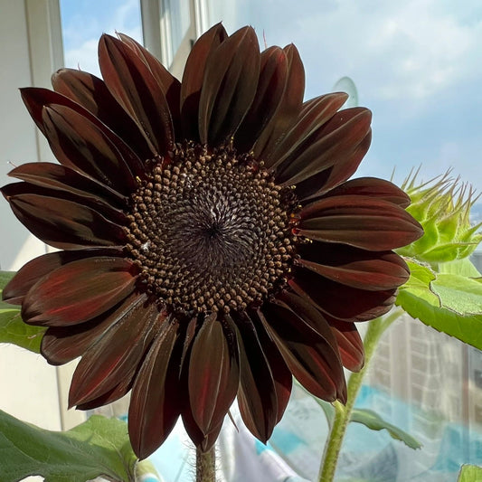 Rare Black Sunflower Seeds