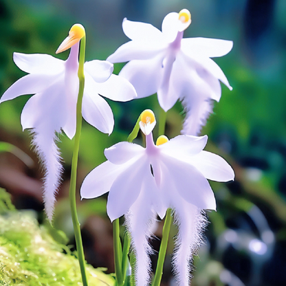 White Egret Orchid (Habenaria Radiata) pigeon Flower Seeds