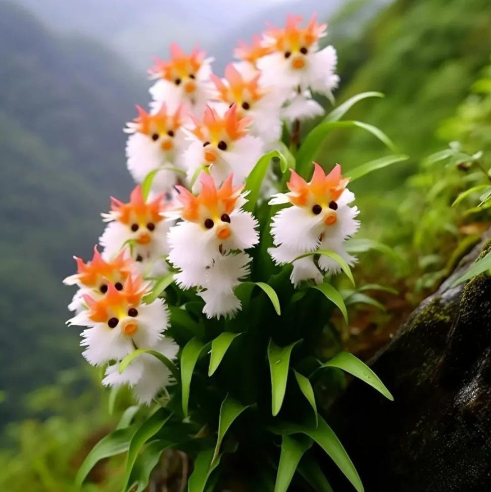 Amazing plants! Cat's eye dazzle