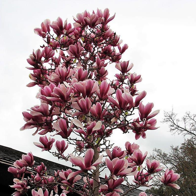 Magnolia lily tree species  Pink & Purple