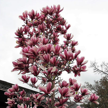 Magnolia lily tree species  Pink & Purple