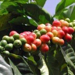 10 JAMAICAN BLUE MOUNTAIN Coffee Seeds ,Grow Your Own Coffee Plant tree