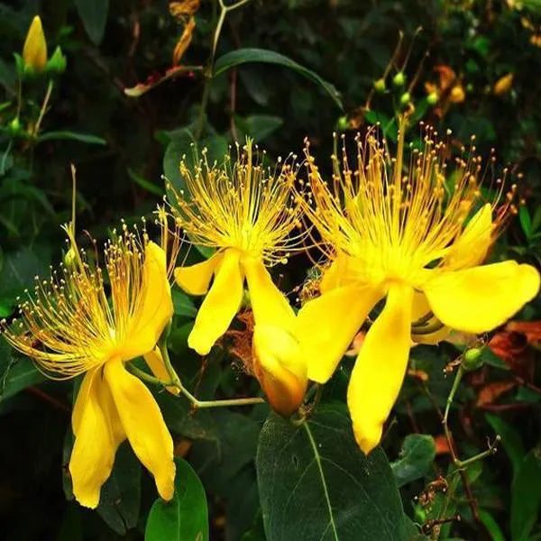 100 pcs|Yellow Hypericum Flowers seeds