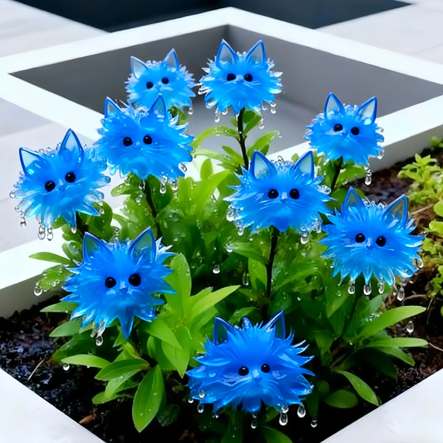 Cat's Eye Dazzle Colorful flowers