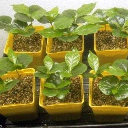 10 JAMAICAN BLUE MOUNTAIN Coffee Seeds, Coffee Plant tree