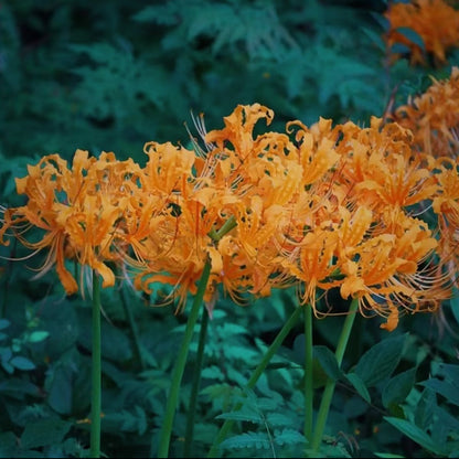 Higanbana Spider Lily Equinox Flower Bulbs