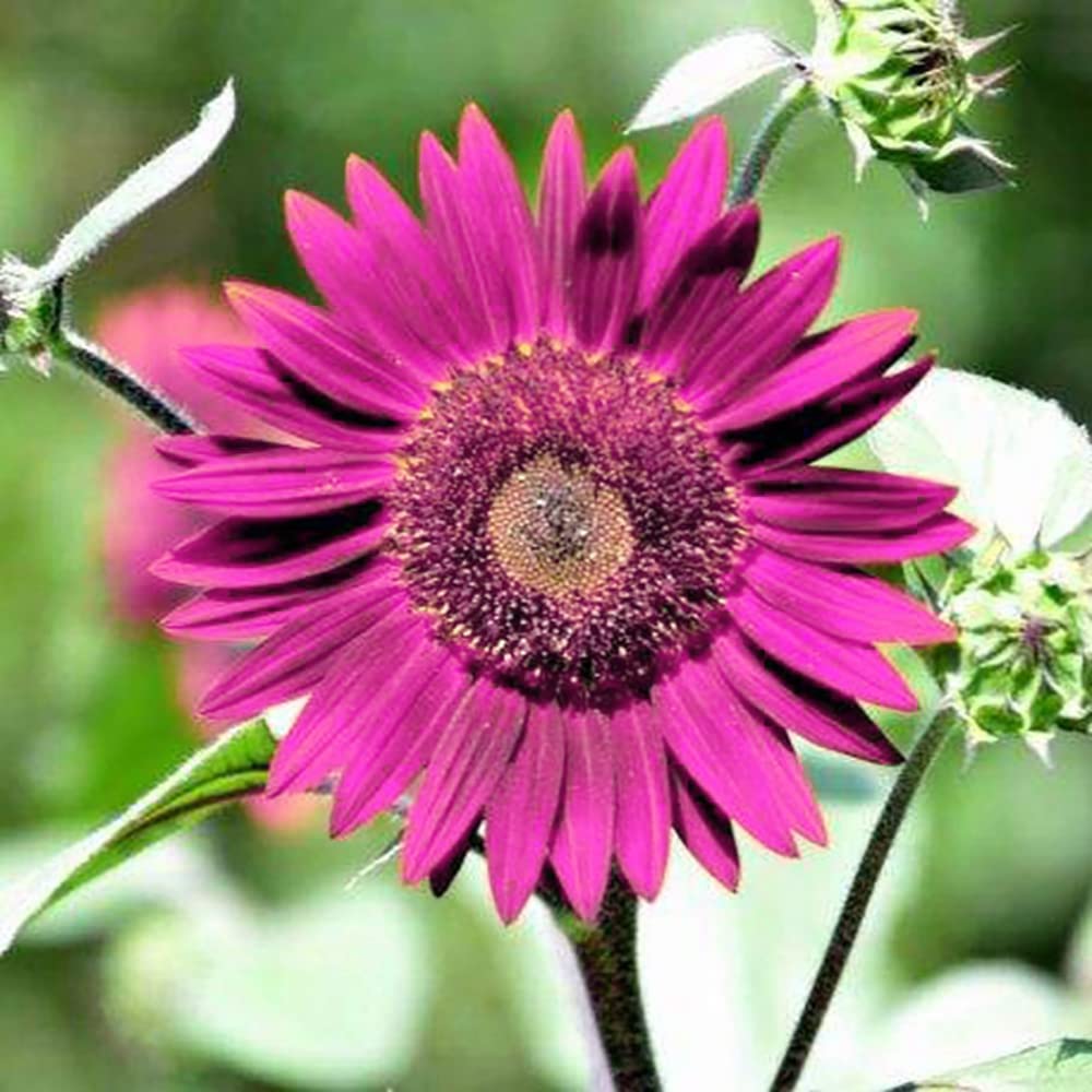 100pcs Purple Sunflower Seeds for Planting, Heirloom and Non-GMO Seeds