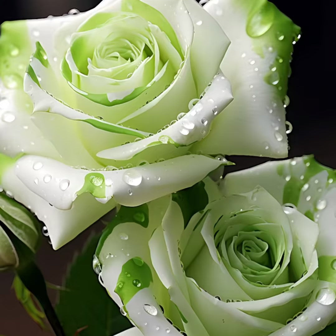 🤍Rare White and Green Twin Roses💚