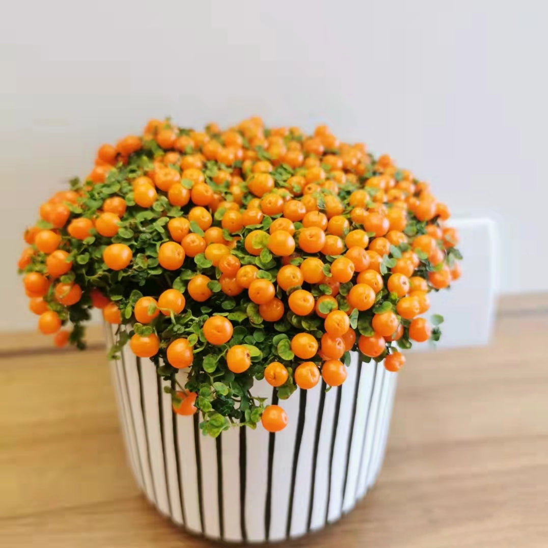 Pearl Orange Succulent Potted Plant