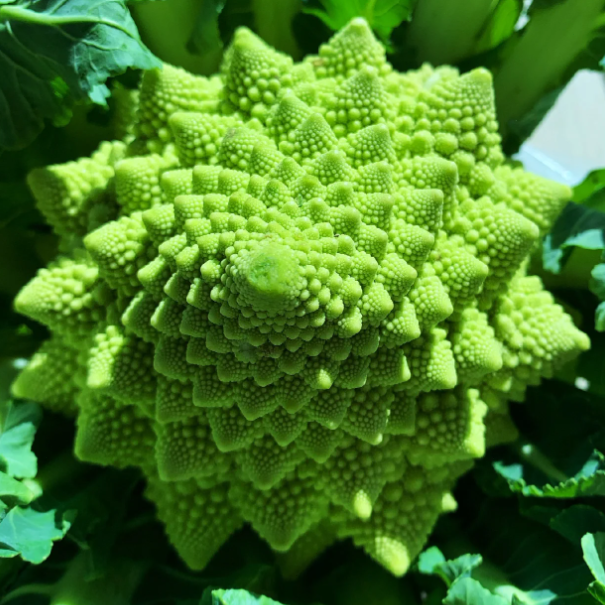 Roman Pagoda Cauliflower Seeds