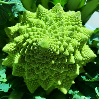 Roman Pagoda Cauliflower Seeds
