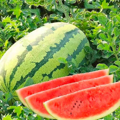 20 pcs|Lazy Seedless Watermelon