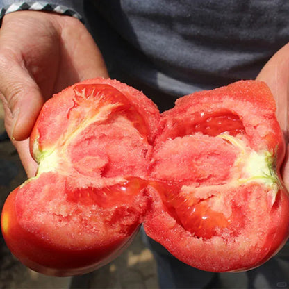 100 pcs|Hair Pink Tomato Seeds