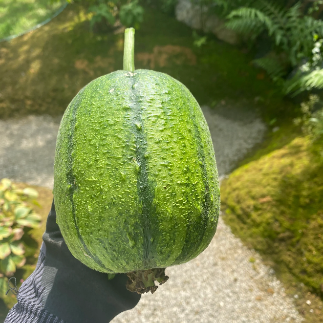 Apple Luffa Seeds