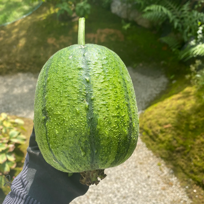 Apple Luffa Seeds