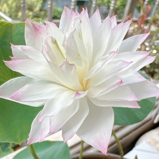 🪷Bowl Lotus: Embracing Zen Through Blossoms