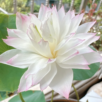 🪷Bowl Lotus: Embracing Zen Through Blossoms