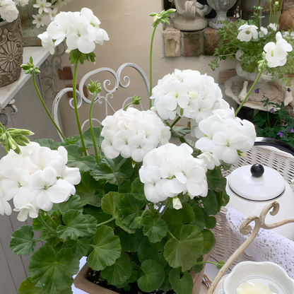 🌸Geranium - Happiness Is Around You