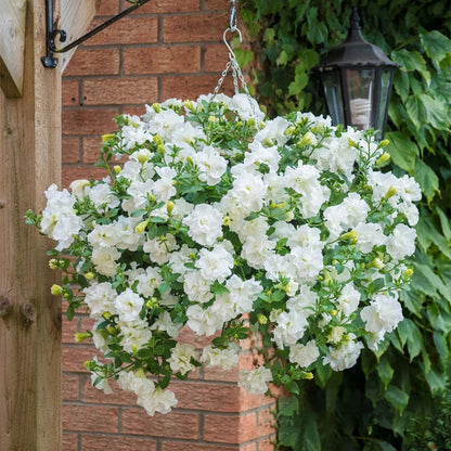 Summer Double Petunia Elizabeth