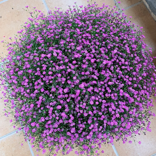 🌟Gypsophila—Sky Full Of Stars