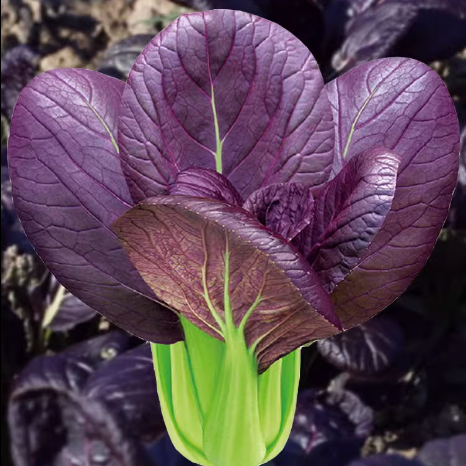 Purple Leaf Rape Seeds
