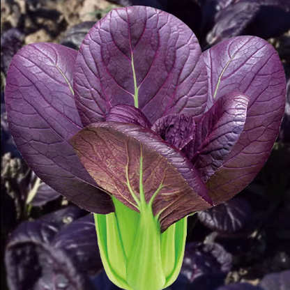 Purple Leaf Rape Seeds