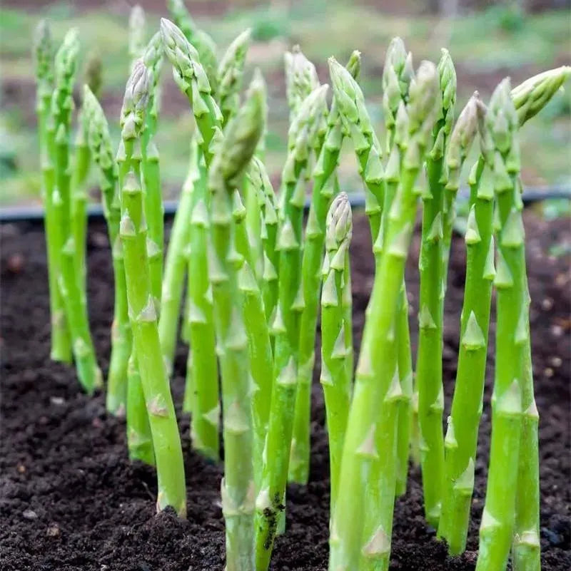 100 pcs|King of Vegetables - Asparagus Mary Washington