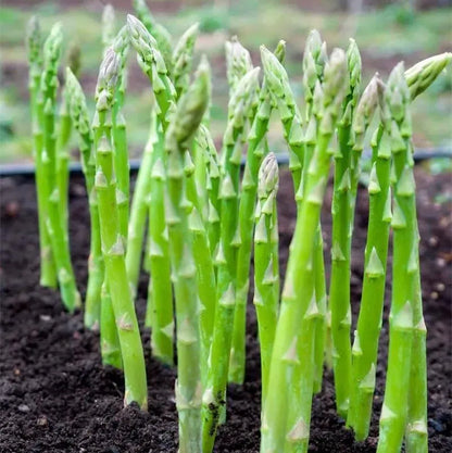 100 pcs|King of Vegetables - Asparagus Mary Washington