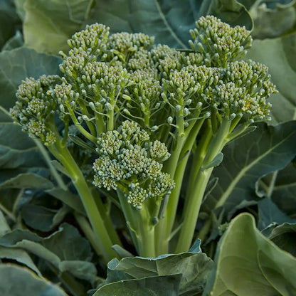 Broccoli Seeds (Organic) - Aspabroc F1