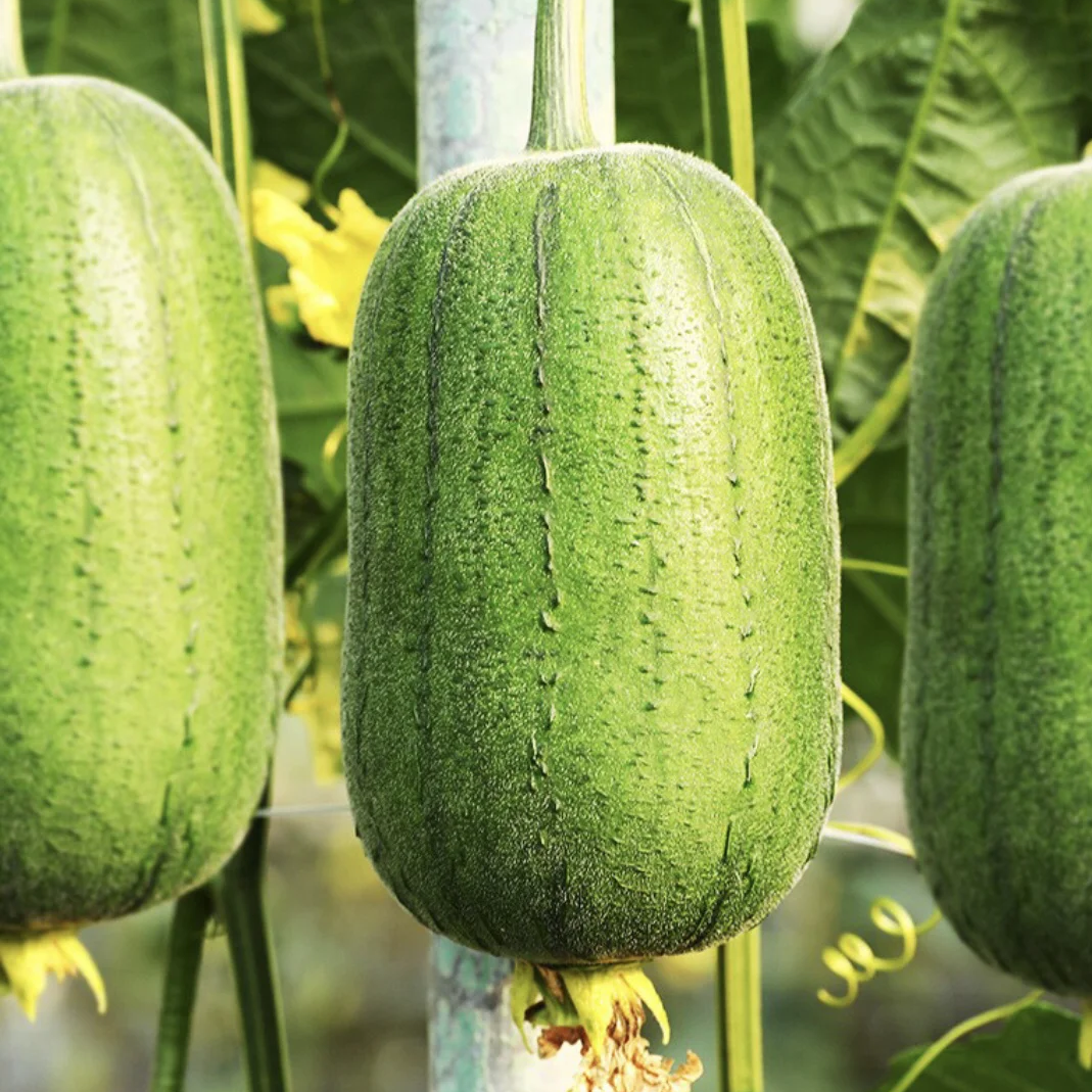 Apple Luffa Seeds