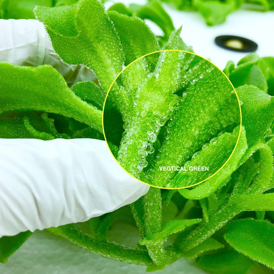 Crystal Ice Plant Seeds