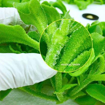Crystal Ice Plant Seeds