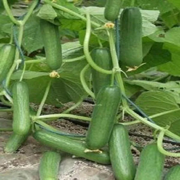 100 pcs|Thorn-less Mini Cucumber Seeds