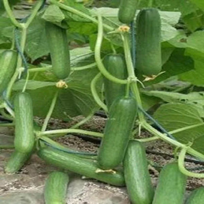 100 pcs|Thorn-less Mini Cucumber Seeds